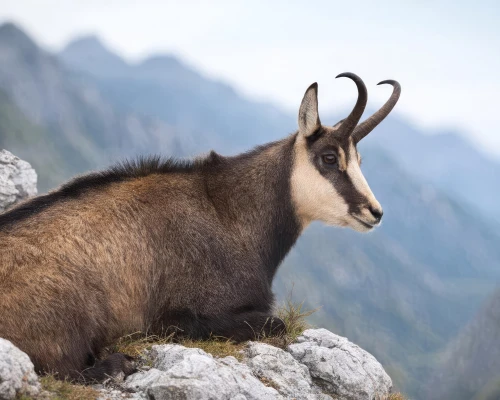 Low Tatra Chamois
