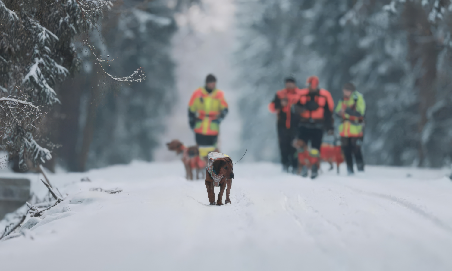 Driven Hunt | Hunt in Slovakia