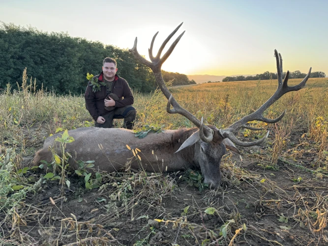 Red stag