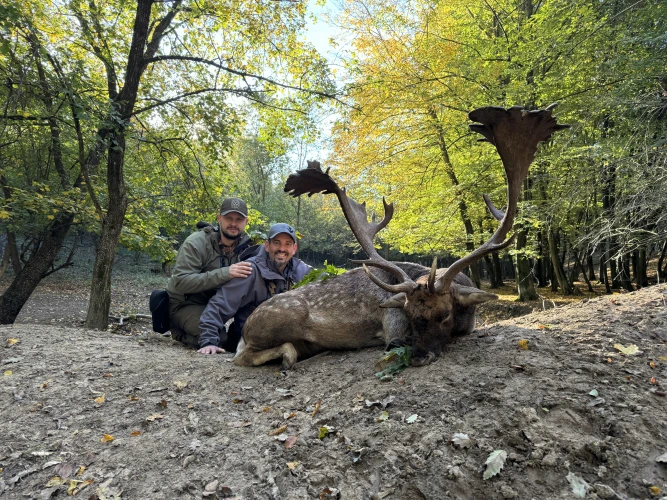 Fallow deer