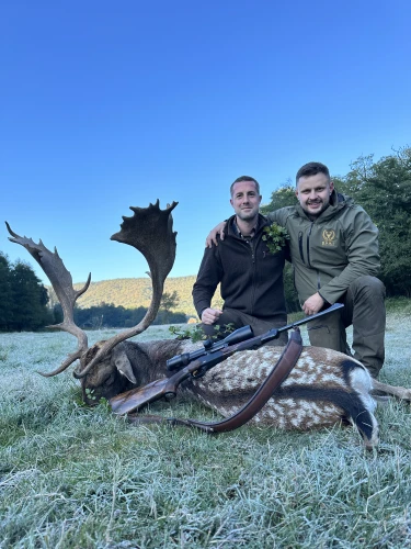 Fallow deer