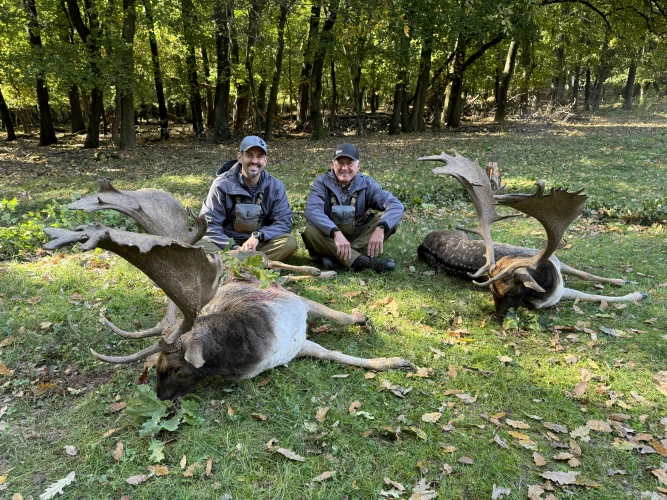 Fallow deer