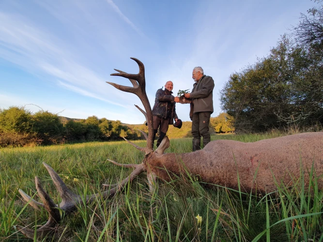 Red stag