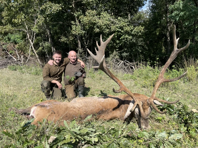 Red stag