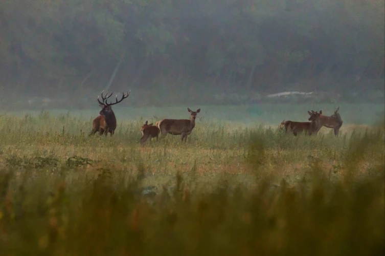 Red stag