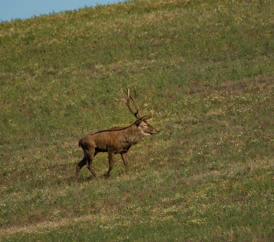 Red stag