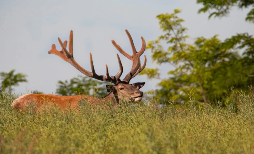 Red stag