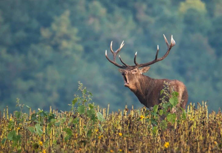 Red stag