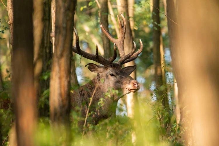 Red stag