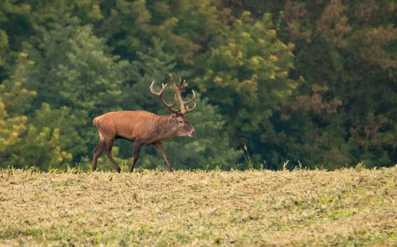 Red stag