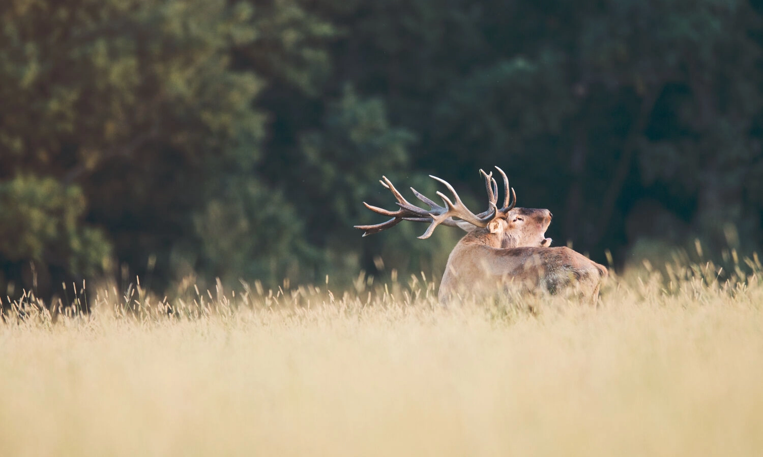 Red stag | Hunt in Slovakia