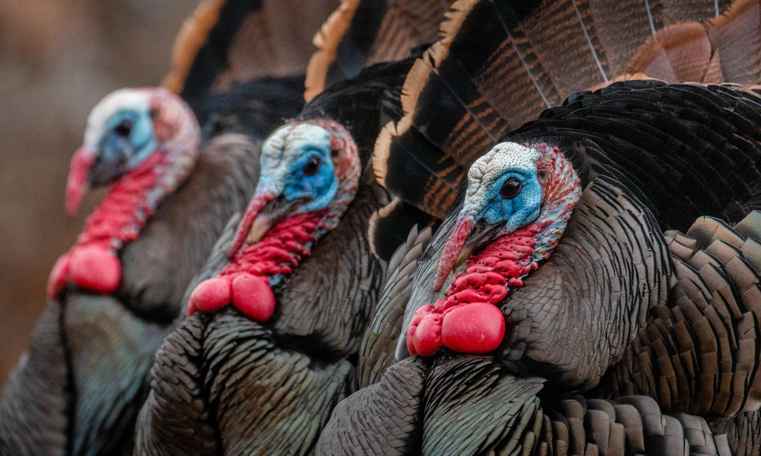 Wild Turkey | Hunt in Slovakia