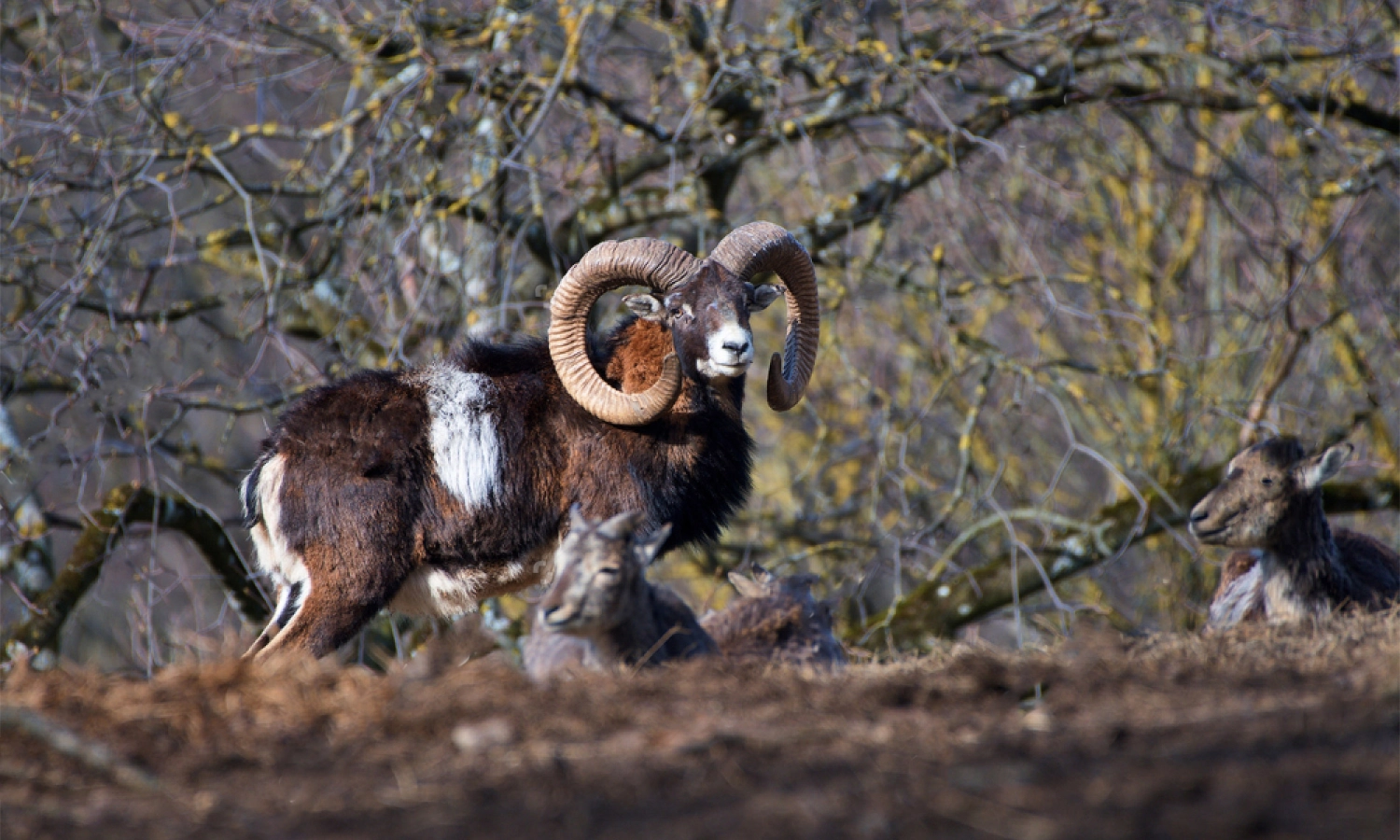 Mouflon | Hunt in Slovakia