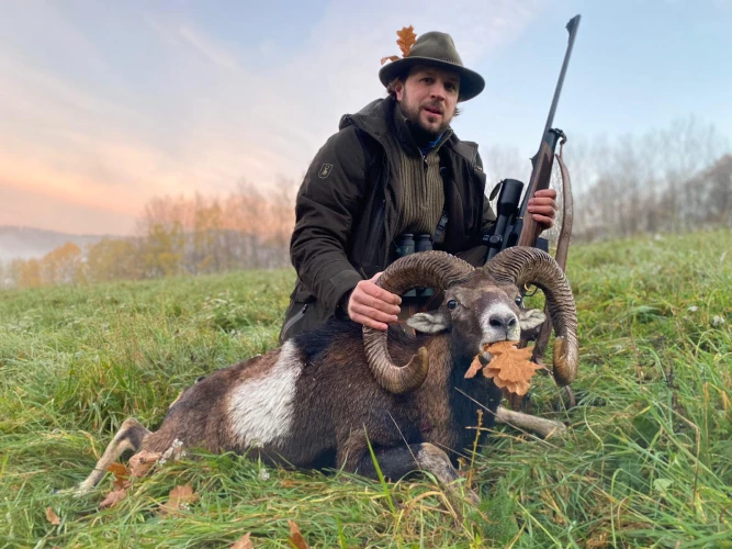 Mouflon