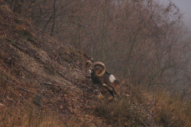 Mouflon