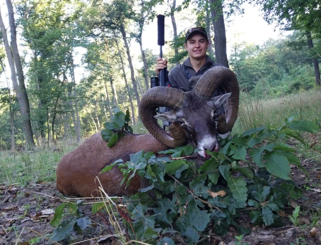 Mouflon