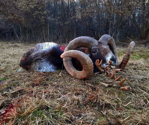 Mouflon