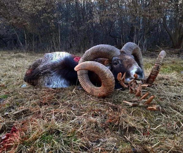 Mouflon