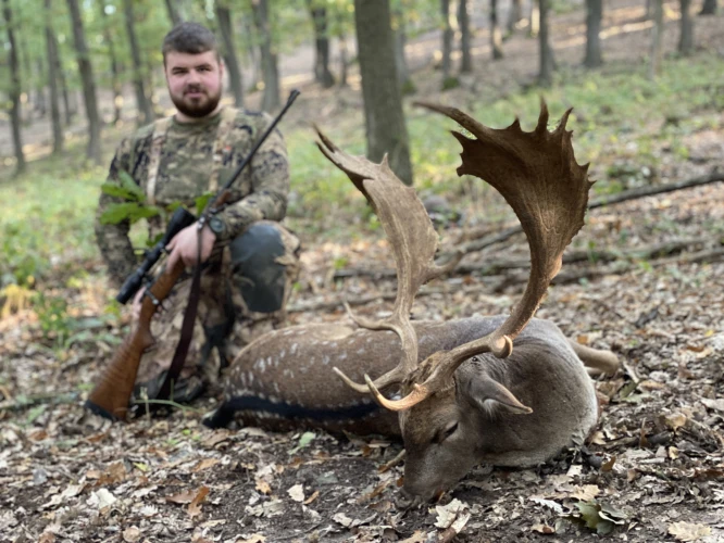 Fallow deer