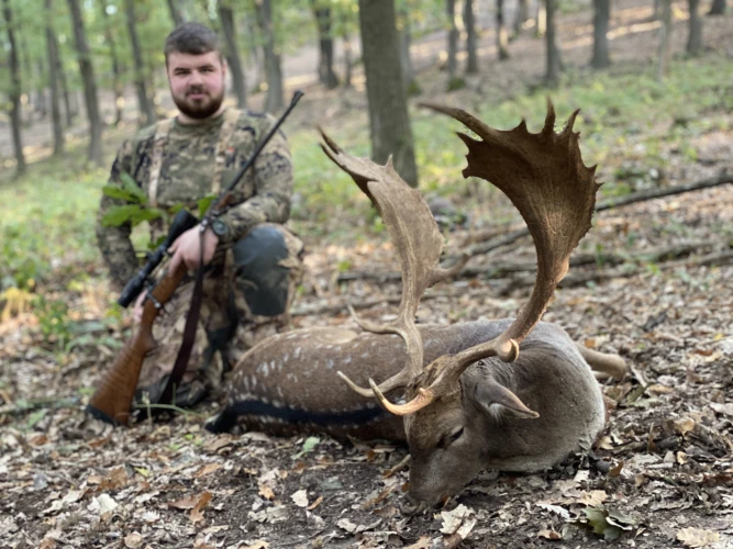 Fallow deer
