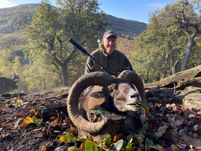 Mouflon