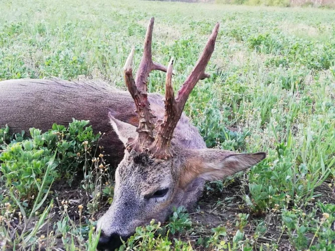 Roe deer