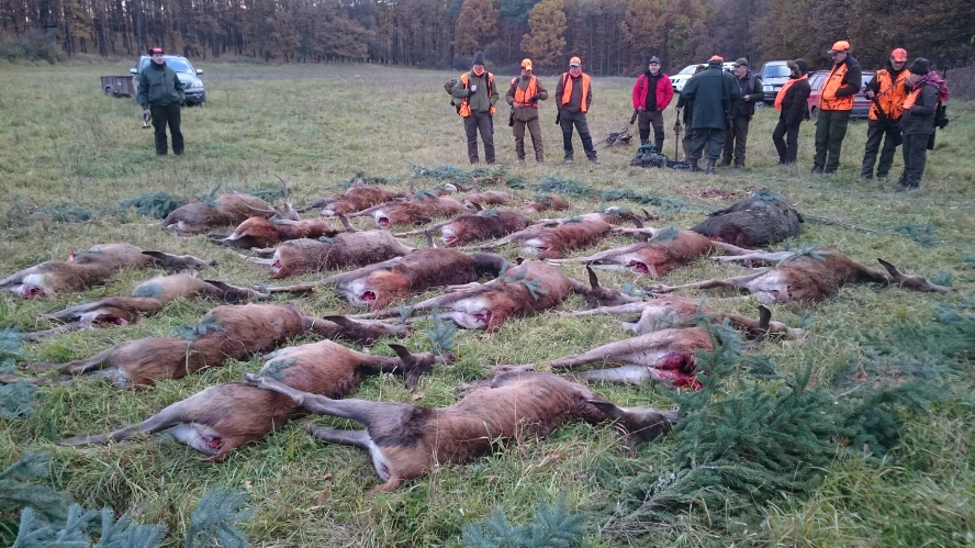Driven hunt