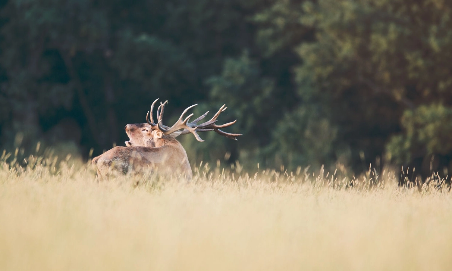 Red stag | Hunt in Slovakia