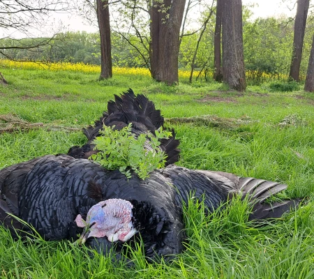 Wild Turkey