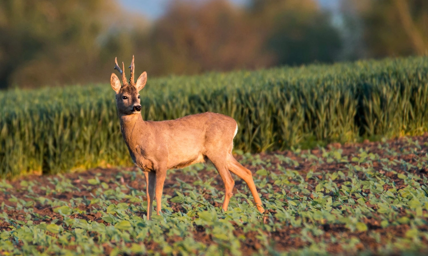 Roe buck | Hunt in Slovakia