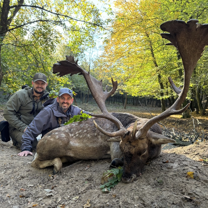 Fallow buck | Hunt in Slovakia