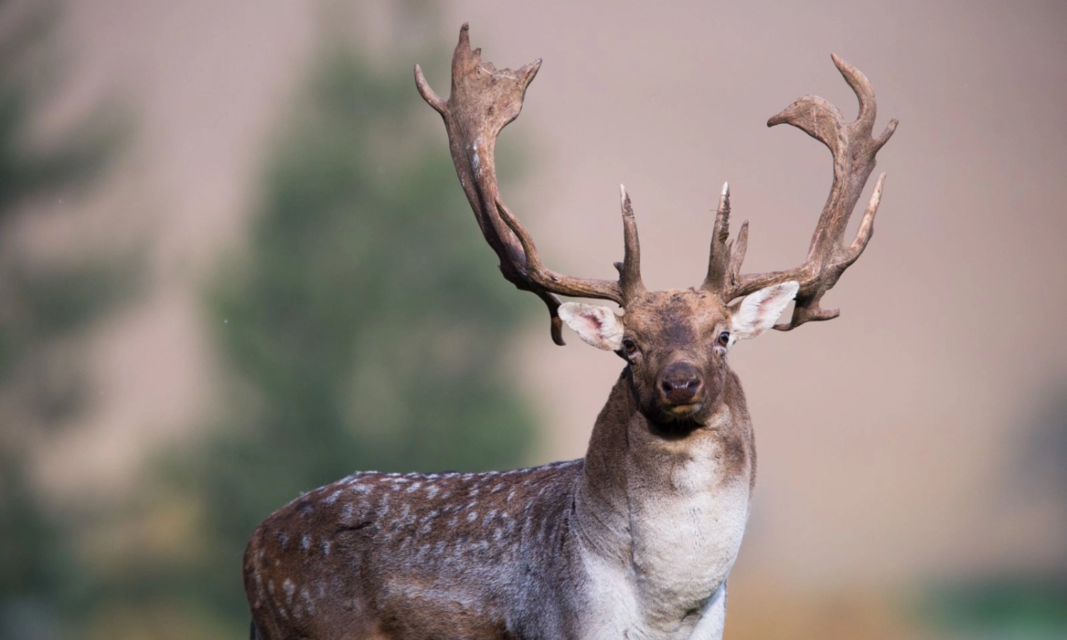 Fallow buck | Hunt in Slovakia