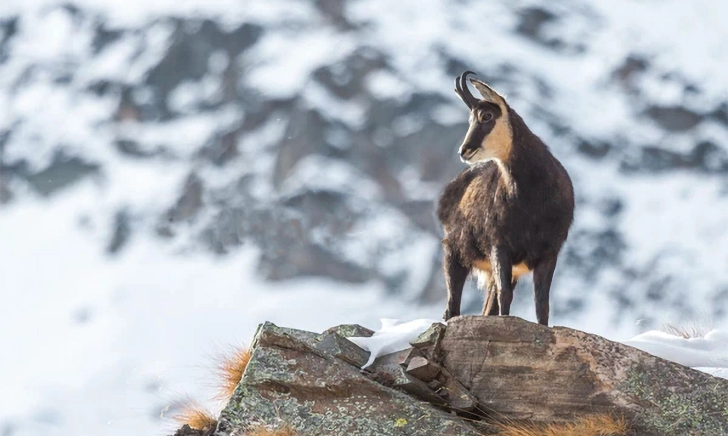 Low Tatra Chamois | Hunt in Slovakia