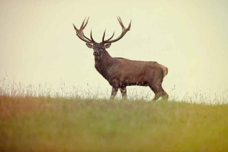 Red stag