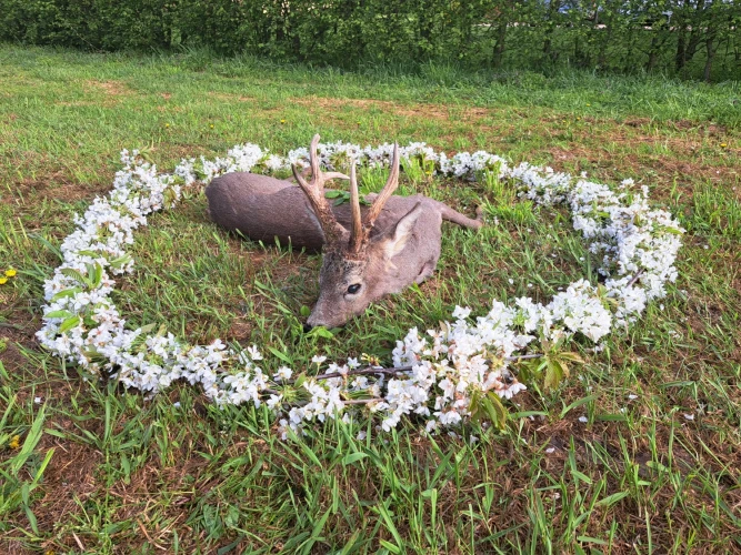 Roe buck