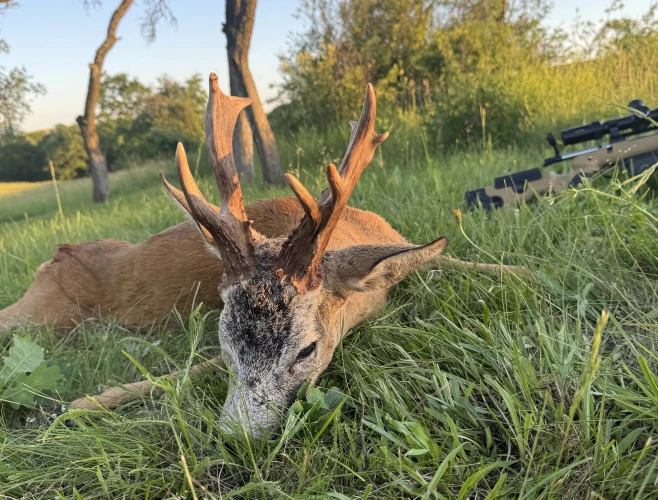 Roe buck