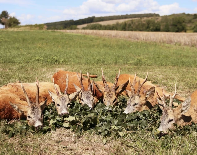 Roe buck
