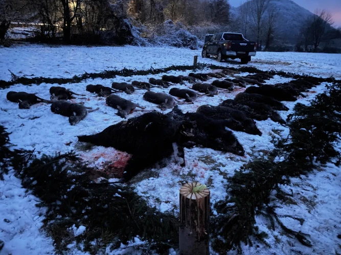 Driven hunt
