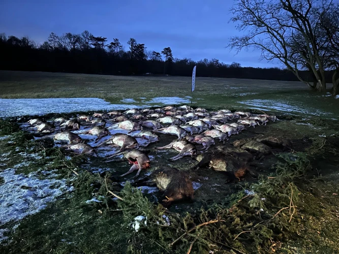Driven hunt