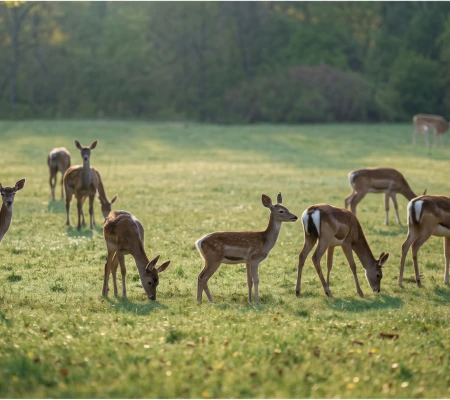 Cull hunting