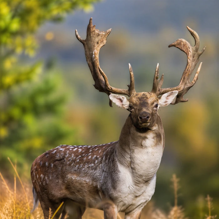 Fallow buck | Hunt in Slovakia