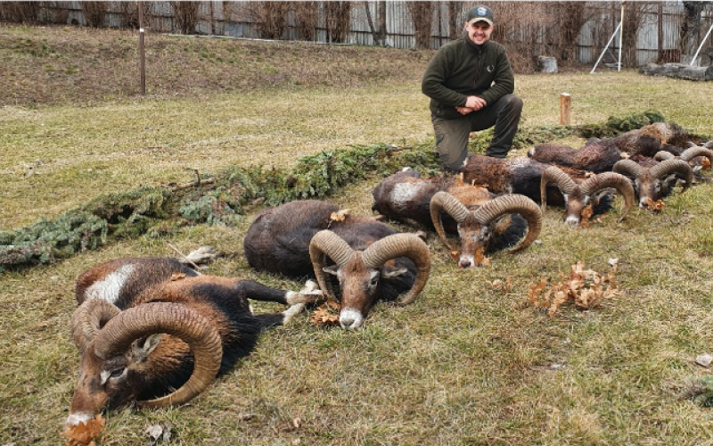 Mouflon hunting in Slovakia - 01