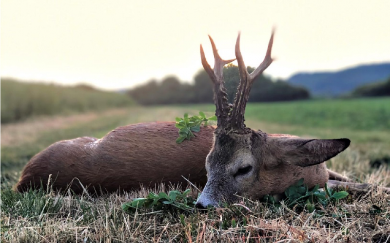 Roebuck hunting in Slovakia - 01