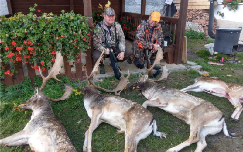 Fallow buck hunting in Slovakia - 02